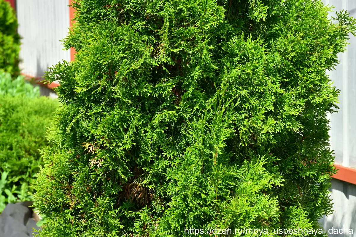 Как подкормить туи в июне: идеальный рецепт для яркой зелени