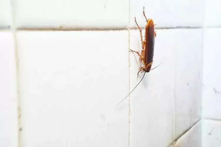 Возвращение усатых непрошенных гостей: как сразиться с тараканами