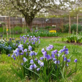 Колокольчик персиколистный: изысканная простота для вашего сада