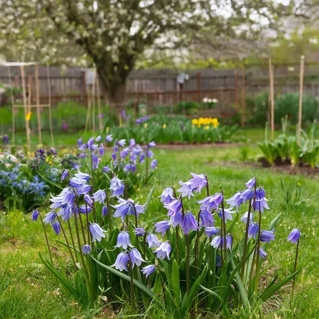 Колокольчик персиколистный: изысканная простота для вашего сада