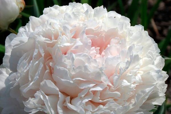 ���� ����� �����: ����������� ����� ��� ������ ��������