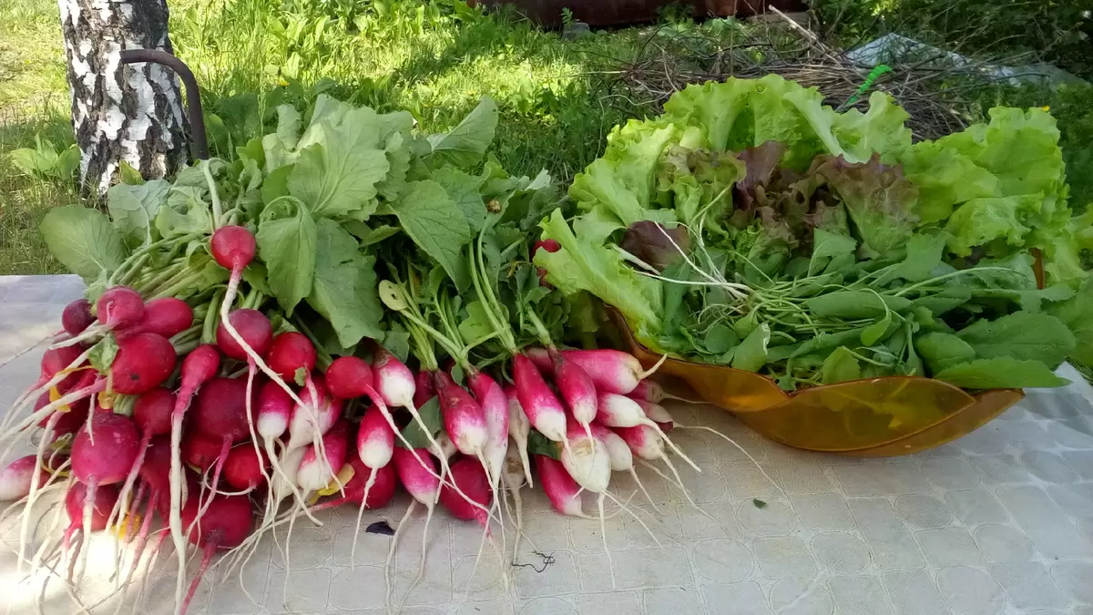 Как вырастить идеальный редис: секреты успешного посева