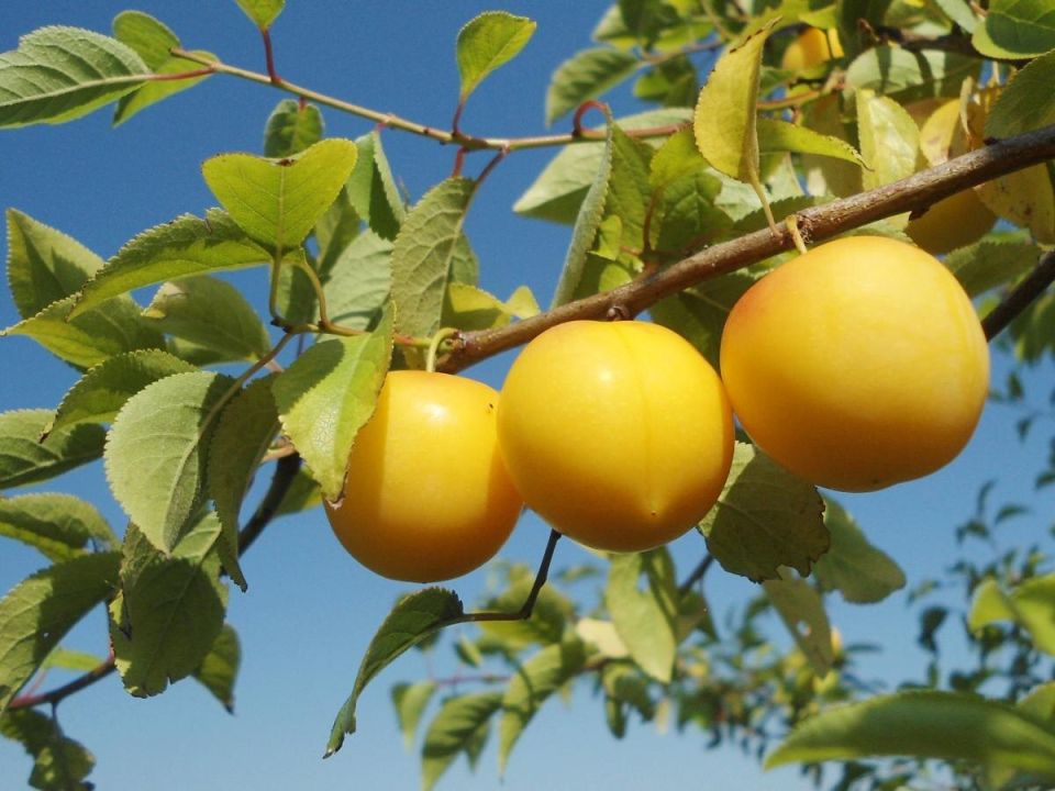 ����� ����: ����������� ���������� ��������� � �� �����