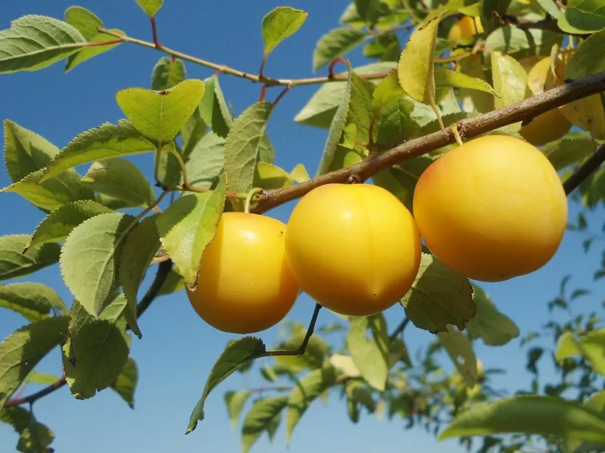 Сорта слив: современные достижения агрономов и их плоды
