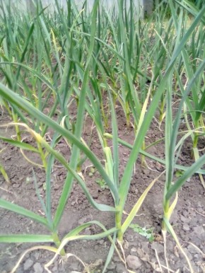 Как вовремя убрать чеснок: секреты успешного урожая