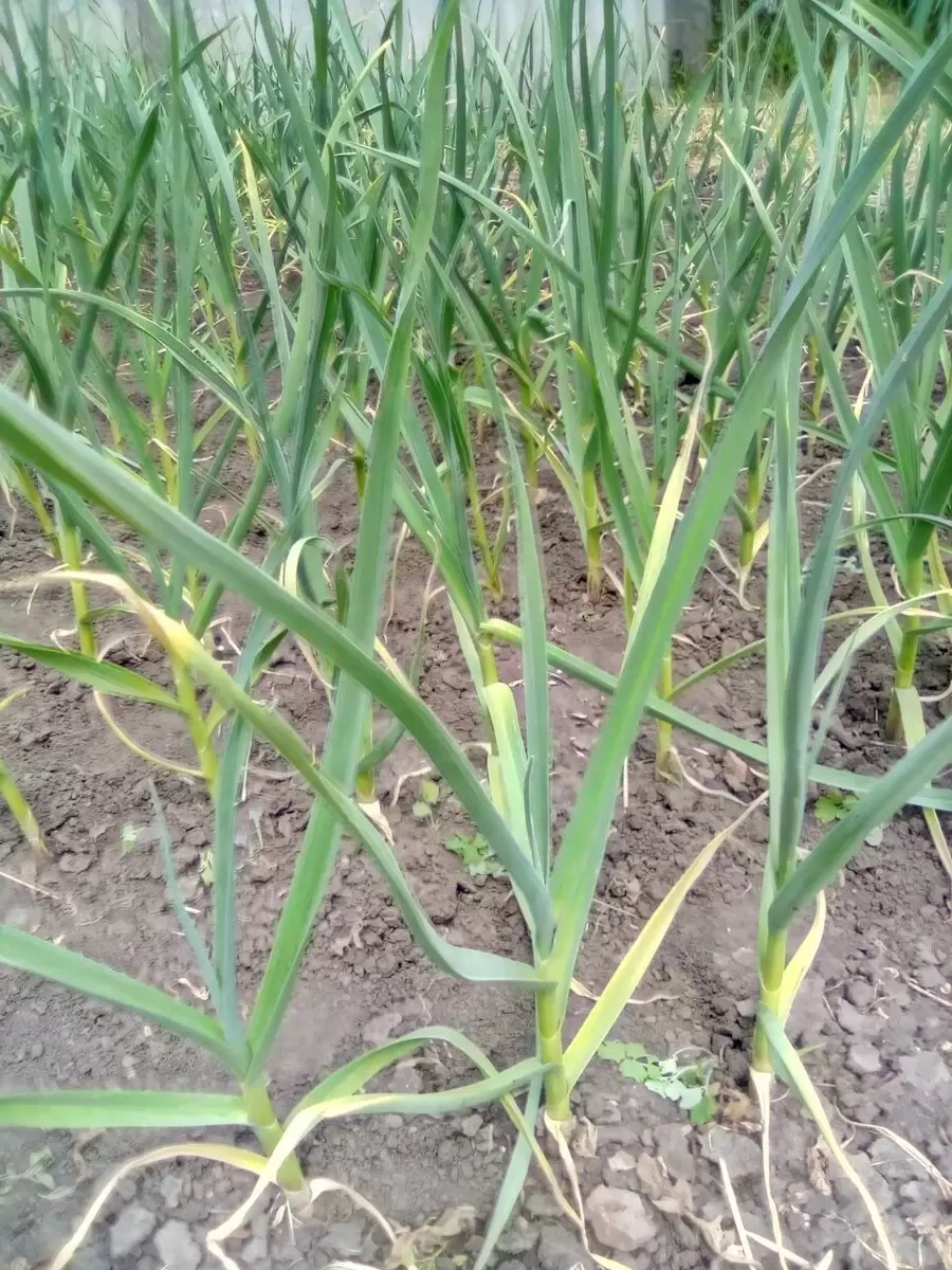 Как вовремя убрать чеснок: секреты успешного урожая