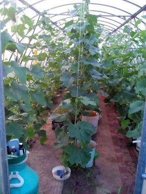 Как дачники находят новое предназначение для старых паласов