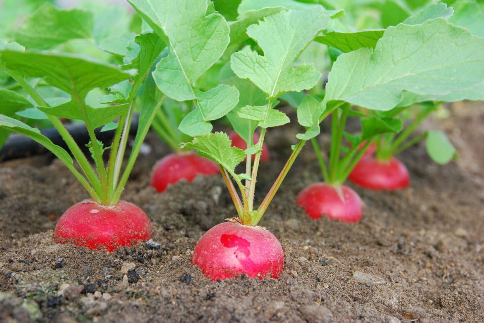 ��� ������� �����, ������� ��������� ������ ����