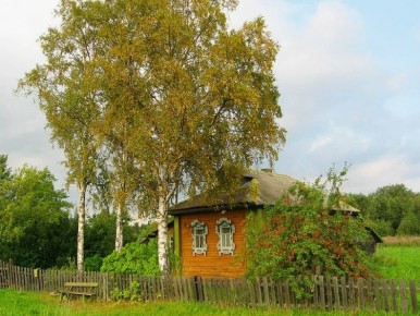 Опасные деревья для дачи: как избежать разрушений и неприятностей