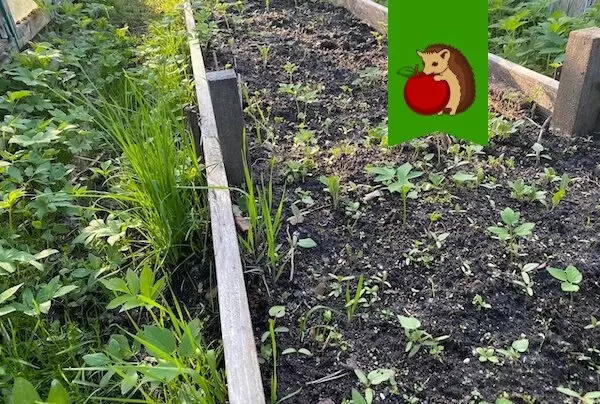 Съедобные растения для тенистых уголков вашего сада