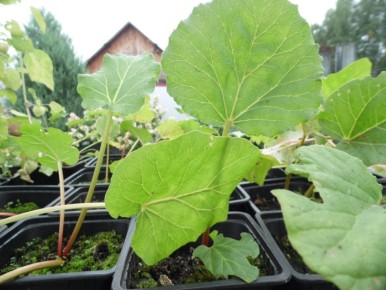 ������: �������, ������ � ���������� ����� ����� ������������� ��������