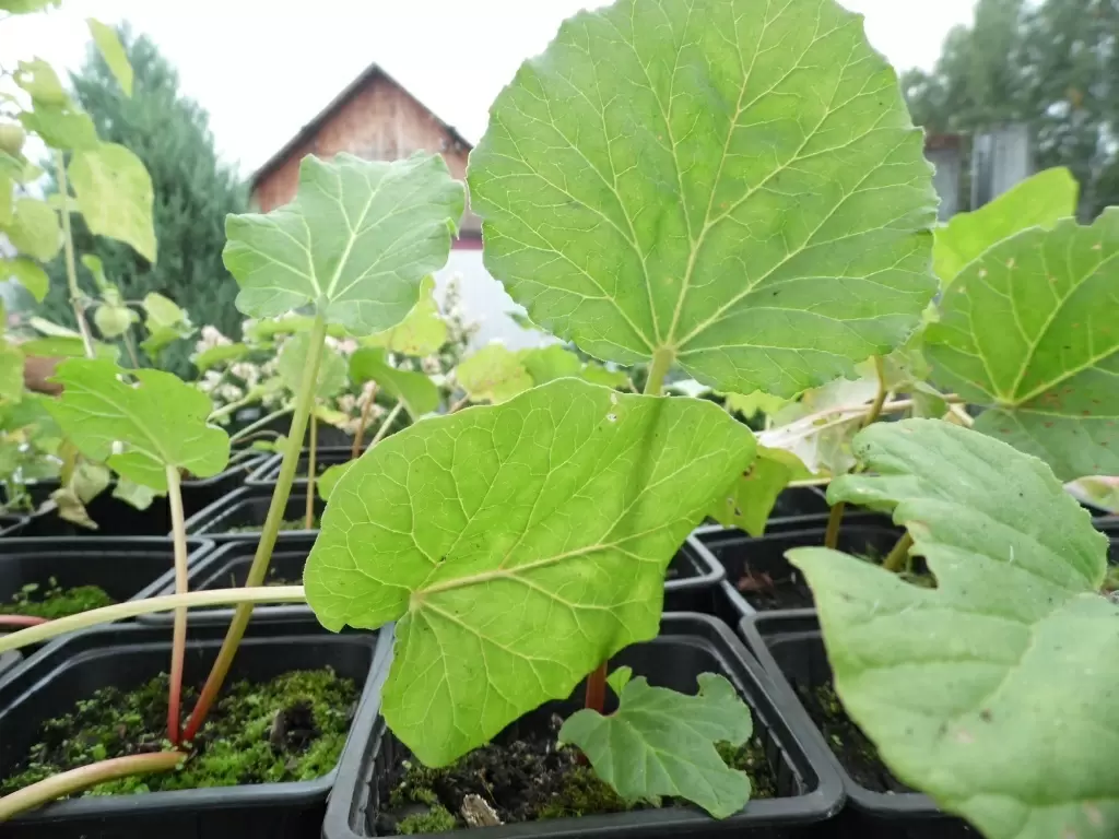 Ревень: секреты, польза и уникальные сорта этого удивительного растения