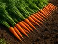 Осенняя подготовка грядок: секреты успешного урожая моркови