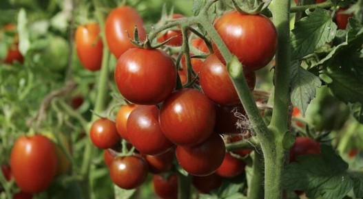 ������ � ���������� ������������� ��� ������: ��� ������� ��������� �����