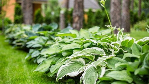 ��� �������� ����� �� ������ �������: ����������� ���� ����������