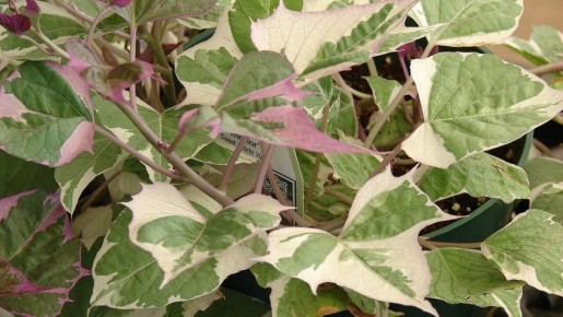 ������-�����: ��� �������� ���� ��� � ��� ���� ����� ���������