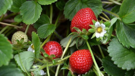 ��� ��� �������� ��������: ������� ��������� ������