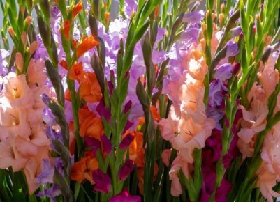 ���������� �� ����: ������� ��������� ������� � �����