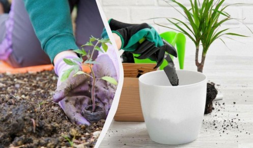 ����������� �������� ���������: ��� ����� ������ �������� ����� ����� �����