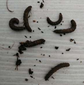 ����������� ������ � ����: ��� ���������� � �� ���������� �������� �������