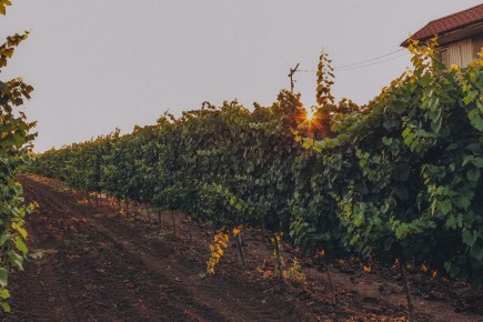 ���� � ���������: ������� ���������� Temerinda