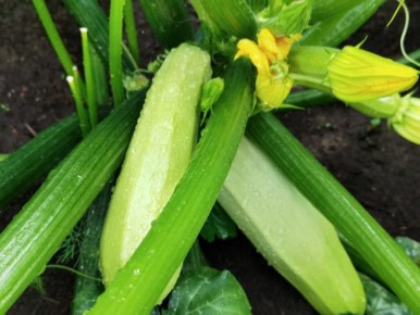 ������� ���������� ������ �������� ��� �������� ������