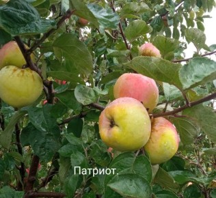 ������ �������: ������ ���� � ������������� �������