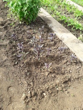 ��� �������� ������� �������� �� ����������: ������ ���������