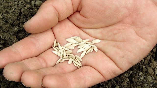 Как вырастить огурцы, которые дадут урожай ведрами до осени