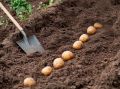 Как получить картофельный урожай вашей мечты: секреты успешной подкормки