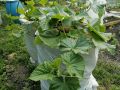 Июньские огурцы: уход и забота