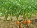 Секреты успешного соседства: как сажать лук и морковь для двойного урожая