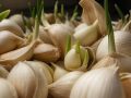Как посадить озимый чеснок даже при морозах: хитрости и советы