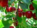 Как правильная обрезка вишни может обогатить ваш урожай