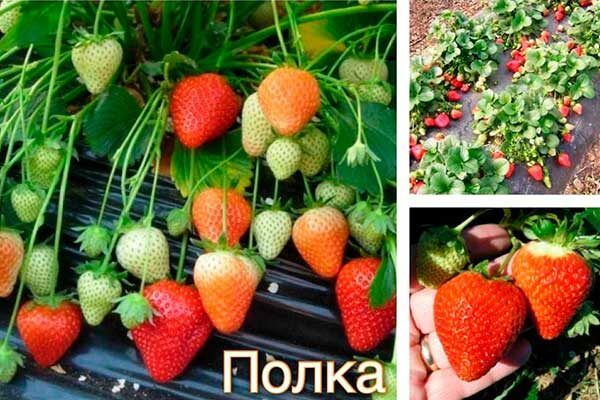 Клубника Полка: как вырастить сладкие ягоды даже в суровых условиях