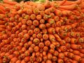 Как вырастить идеальную морковь: секреты профессионалов