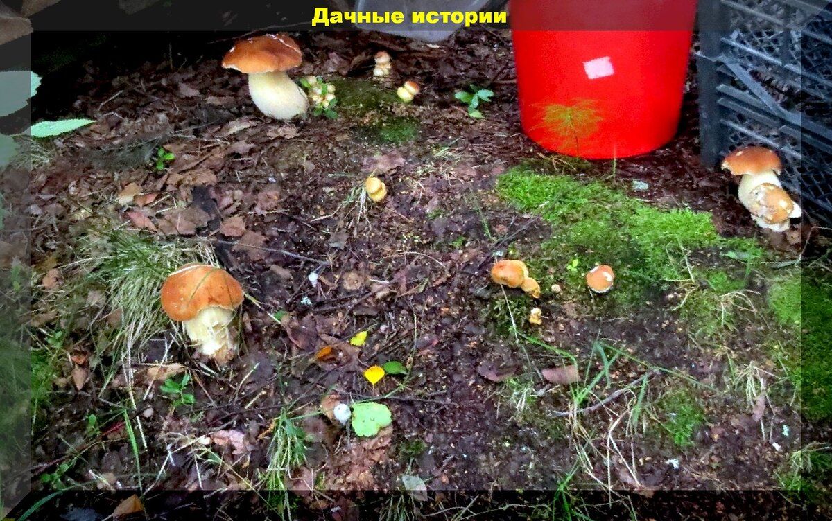 Секреты сбора грибных семян: как вырастить вкусные грибы на даче