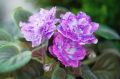 Фиалки-химеры: как сохранить их уникальный рисунок