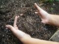 Крахмал как природное удобрение: секреты успешного роста чеснока