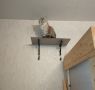 Приключения любопытной кошки: как опасный адениум стал уроком для Мурки