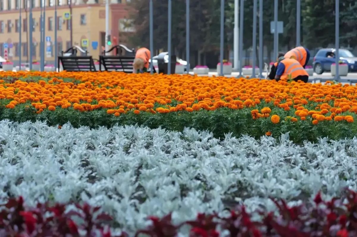 Сегодня на ежедневные работы по текущему содержанию города вышли 240 рабочих Сегодня на ежедневные работы по текущему содержанию города вышли 240 рабочих