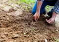Бороздочное садоводство: Тайный ключ к богатому урожаю
