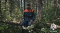 Потерялись в лесу? Главное — сохраняйте спокойствие!
