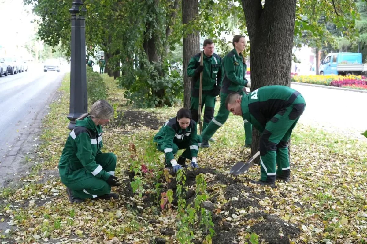 На Весенней восстановили живую изгородь: высадили 724 саженца На Весенней восстановили живую изгородь: высадили 724 саженца