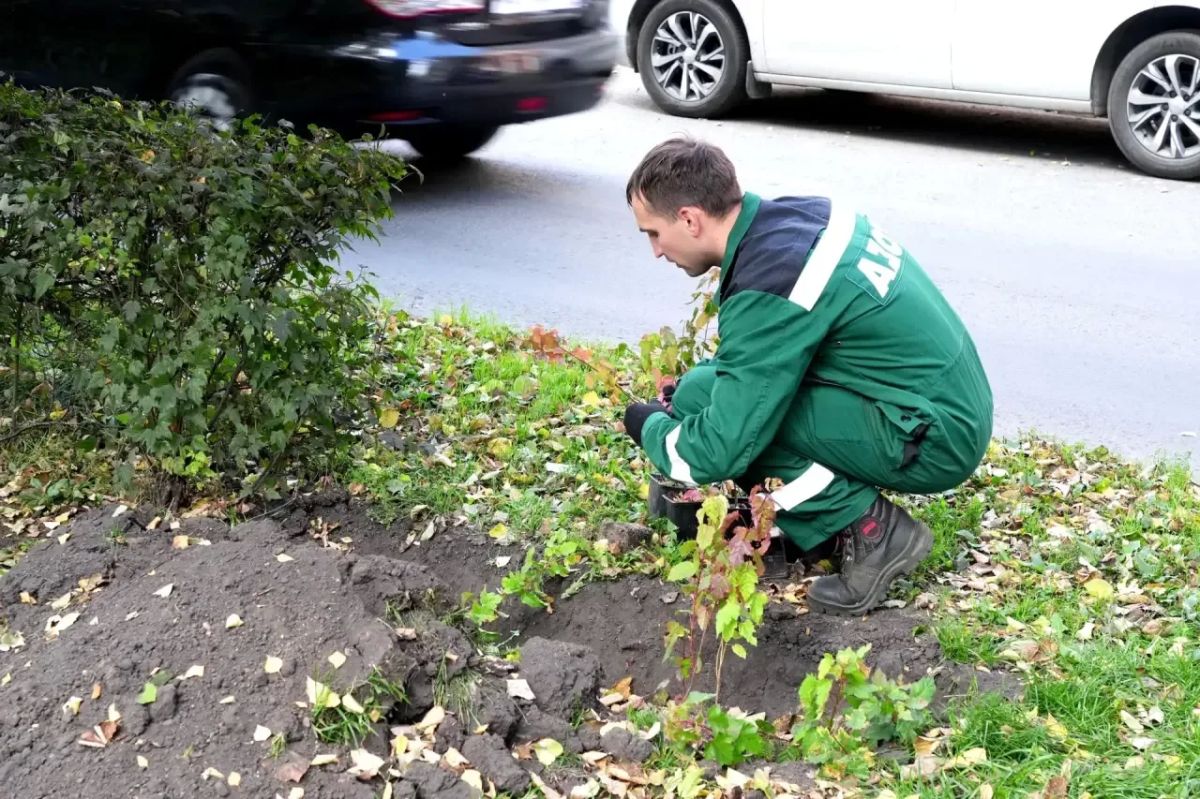 На Весенней восстановили живую изгородь: высадили 724 саженца На Весенней восстановили живую изгородь: высадили 724 саженца