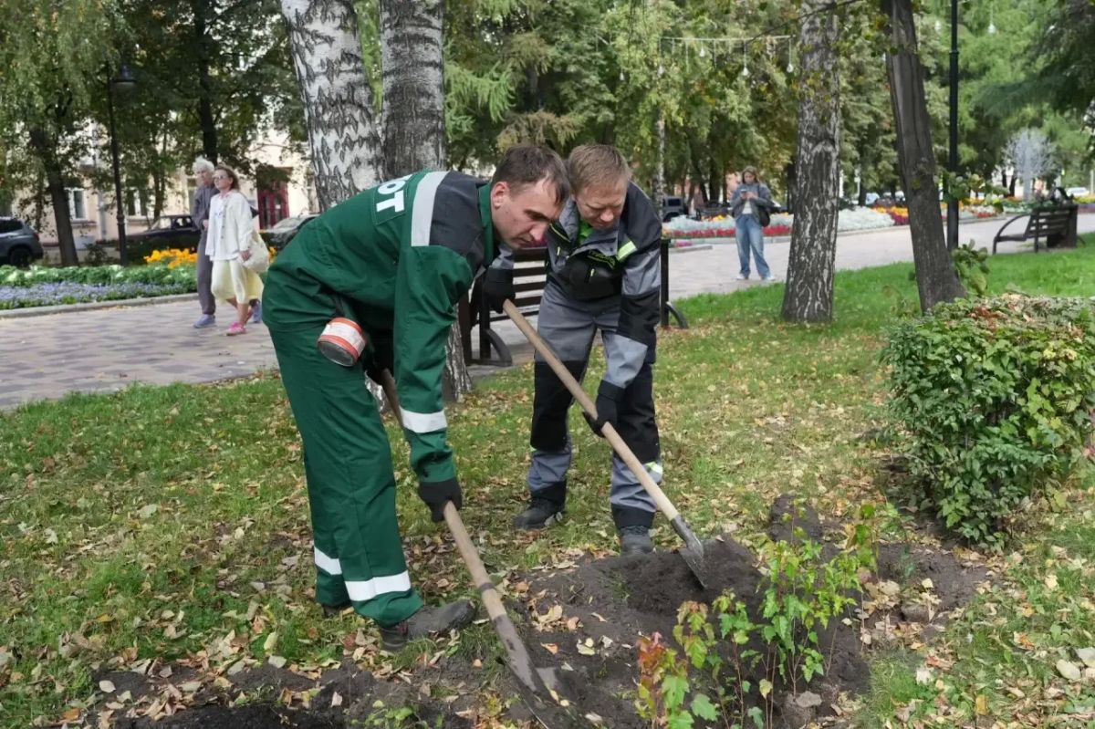 На Весенней восстановили живую изгородь: высадили 724 саженца На Весенней восстановили живую изгородь: высадили 724 саженца