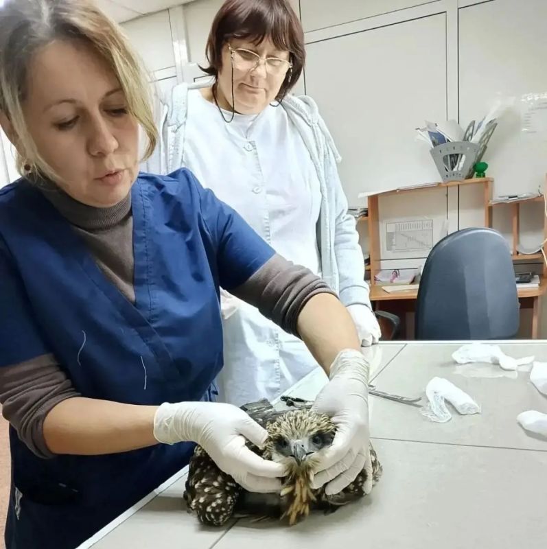 В Кузбассе вылечили и выпустили на волю раненого черного коршуна В Кузбассе вылечили и выпустили на волю раненого черного коршуна