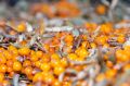 ������� ��������: ������� ������� �� ����� ����������� ������� ������� ������