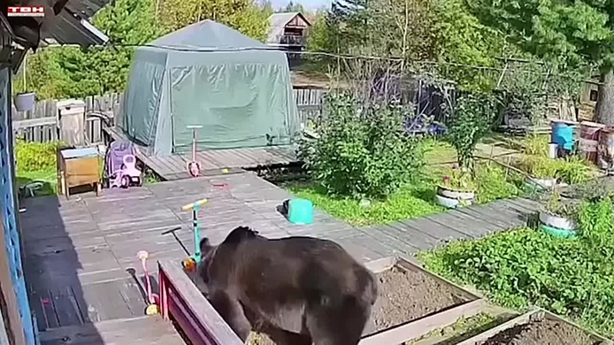 Ситуацию с медведями обсудили на комиссии по ЧС