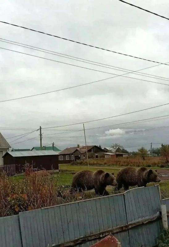 Фотография медведя, которую распространяли по соцсетям в Юрге, оказалась фейком Фотография медведя, которую распространяли по соцсетям в Юрге, оказалась фейком